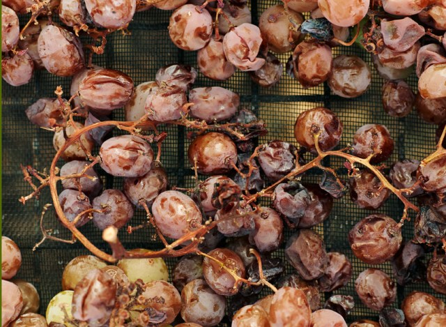 Foto: Anna Huerta, www.annahuerta.com